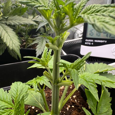 Fat Banana Auto #1 -89g growlog timeline photo