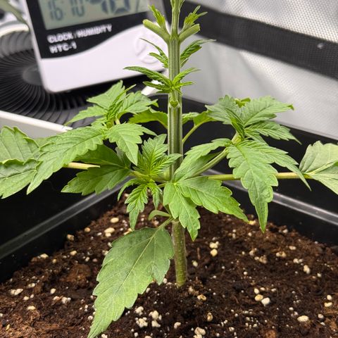Fat Banana Auto #1 -89g growlog timeline photo