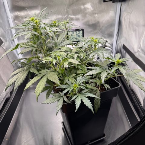 Cookies Gelato Auto #1 -41,5g growlog timeline photo