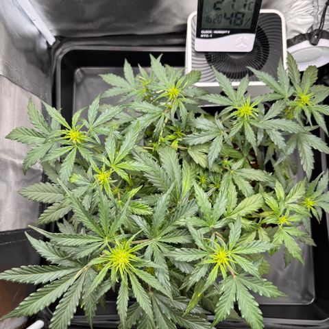 Cookies Gelato Auto #1 -41,5g growlog timeline photo