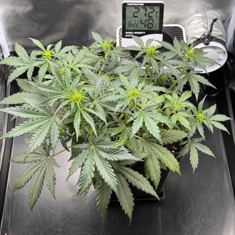 Cookies Gelato Auto #1 -41,5g growlog timeline photo