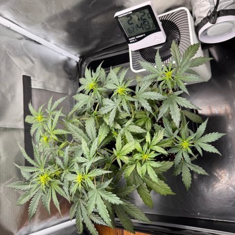 Cookies Gelato Auto #1 -41,5g growlog timeline photo