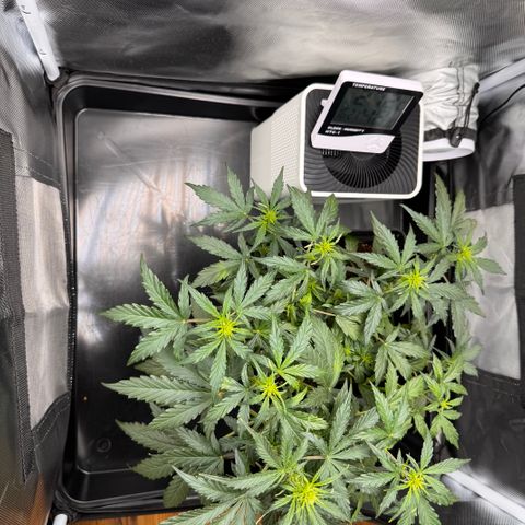 Cookies Gelato Auto #1 -41,5g growlog timeline photo