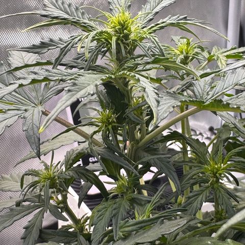Cookies Gelato Auto #1 -41,5g growlog timeline photo