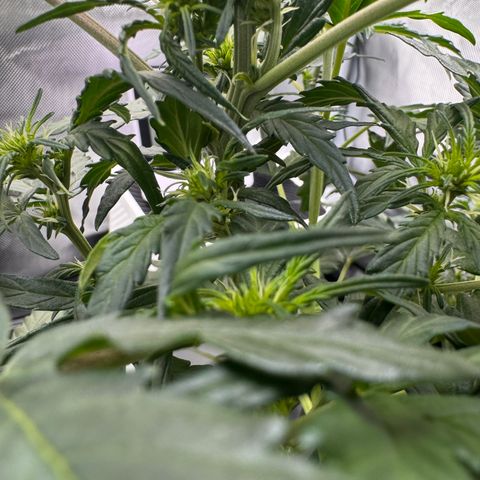 Cookies Gelato Auto #1 -41,5g growlog timeline photo