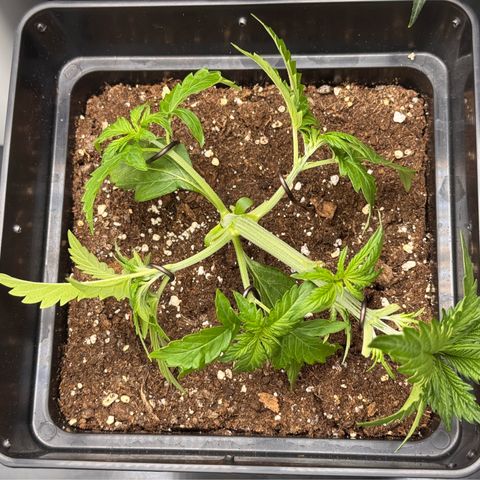 Fat Banana Auto #1 -89g growlog timeline photo