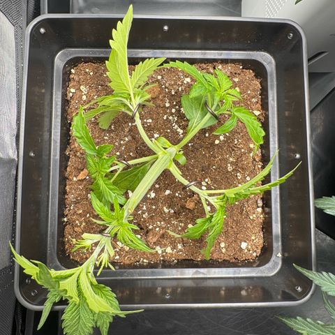 Fat Banana Auto #1 -89g growlog timeline photo