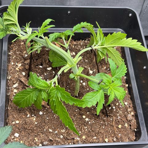Fat Banana Auto #1 -89g growlog timeline photo