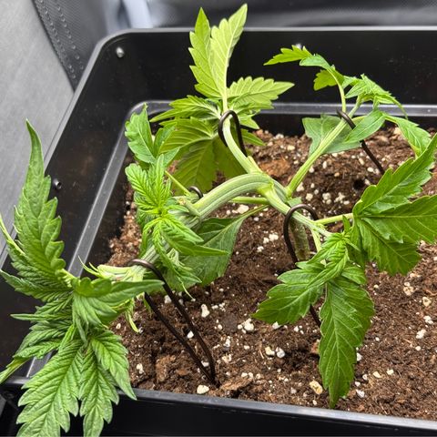 Fat Banana Auto #1 -89g growlog timeline photo