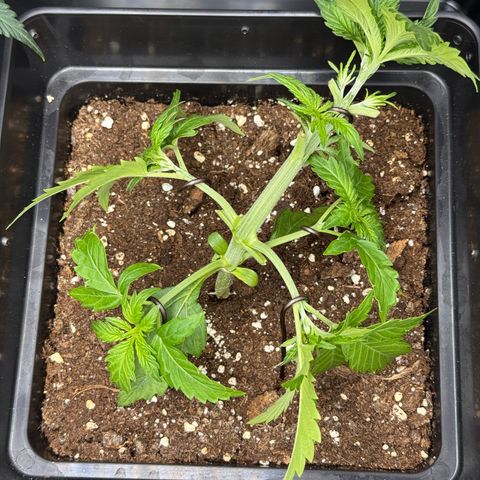 Fat Banana Auto #1 -89g growlog timeline photo