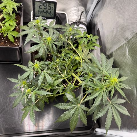 Cookies Gelato Auto #1 -41,5g growlog timeline photo