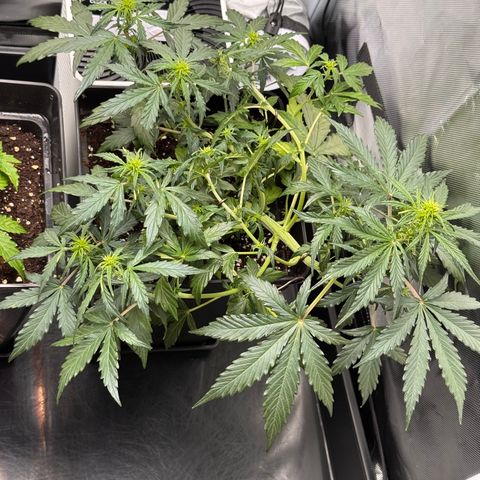Cookies Gelato Auto #1 -41,5g growlog timeline photo