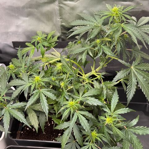 Cookies Gelato Auto #1 -41,5g growlog timeline photo