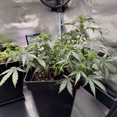 Cookies Gelato Auto #1 -41,5g growlog timeline photo