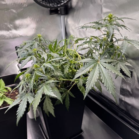 Cookies Gelato Auto #1 -41,5g growlog timeline photo