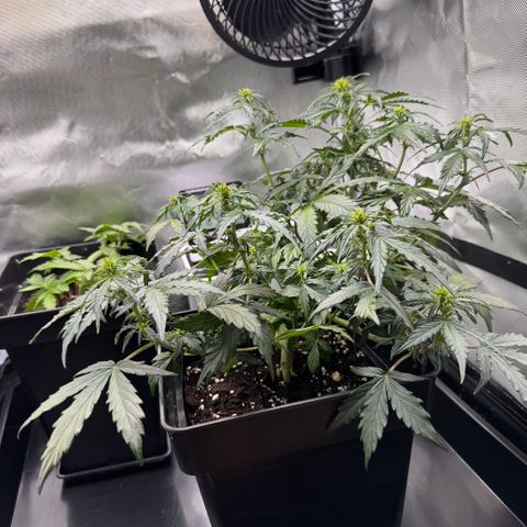 Cookies Gelato Auto #1 -41,5g growlog timeline photo