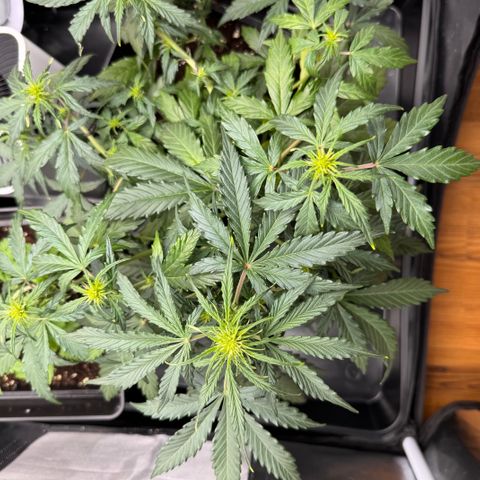 Cookies Gelato Auto #1 -41,5g growlog timeline photo