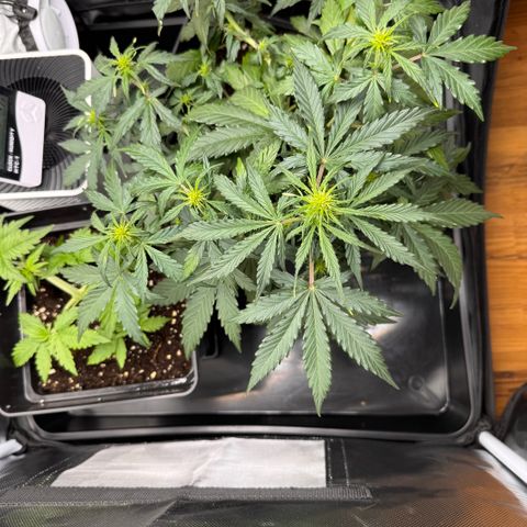Cookies Gelato Auto #1 -41,5g growlog timeline photo