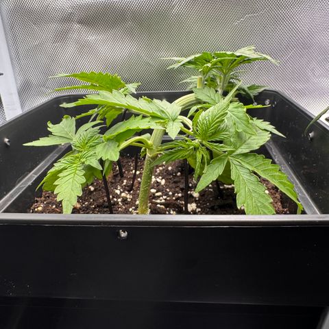 Fat Banana Auto #1 -89g growlog photo: 17:48