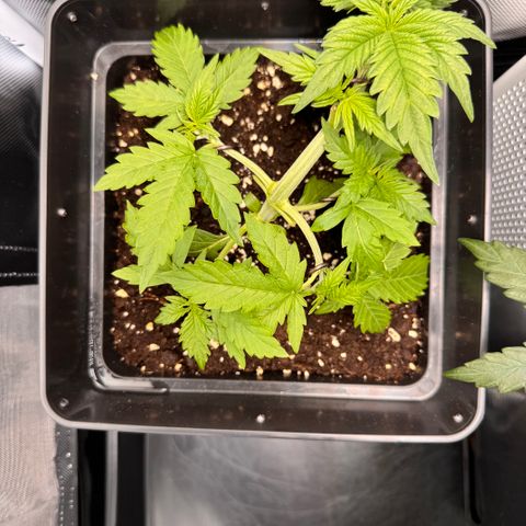 Fat Banana Auto #1 -89g growlog photo: 17:48