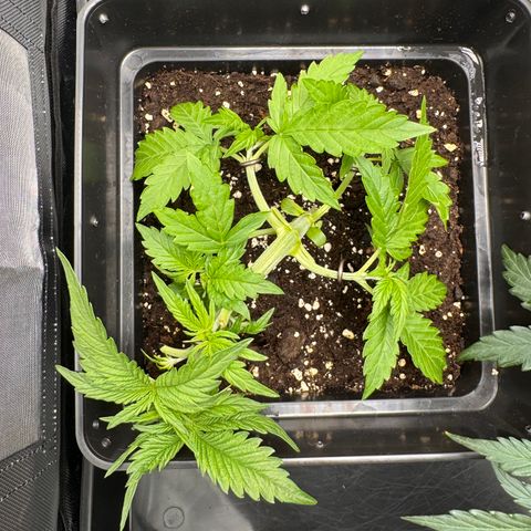Fat Banana Auto #1 -89g growlog photo: 18:00