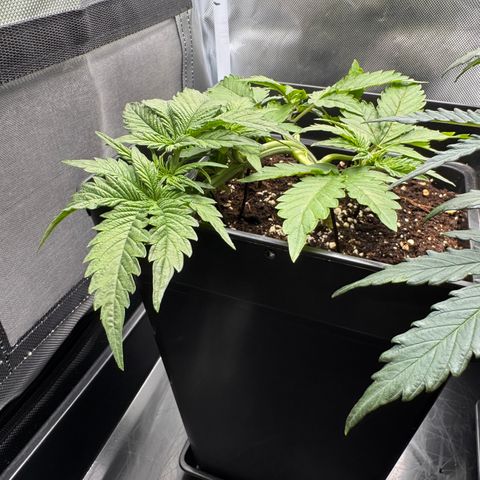 Fat Banana Auto #1 -89g growlog timeline photo