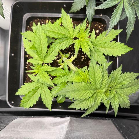 Fat Banana Auto #1 -89g growlog timeline photo