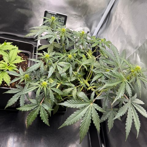 Cookies Gelato Auto #1 -41,5g growlog timeline photo