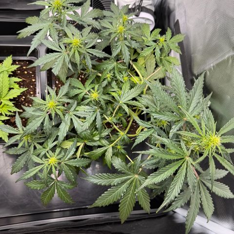 Cookies Gelato Auto #1 -41,5g growlog timeline photo