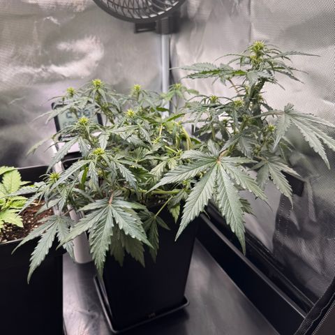 Cookies Gelato Auto #1 -41,5g growlog timeline photo