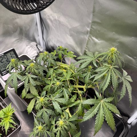 Cookies Gelato Auto #1 -41,5g growlog timeline photo