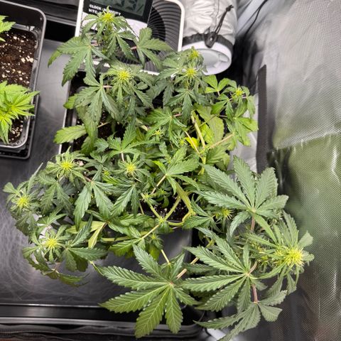 Cookies Gelato Auto #1 -41,5g growlog timeline photo