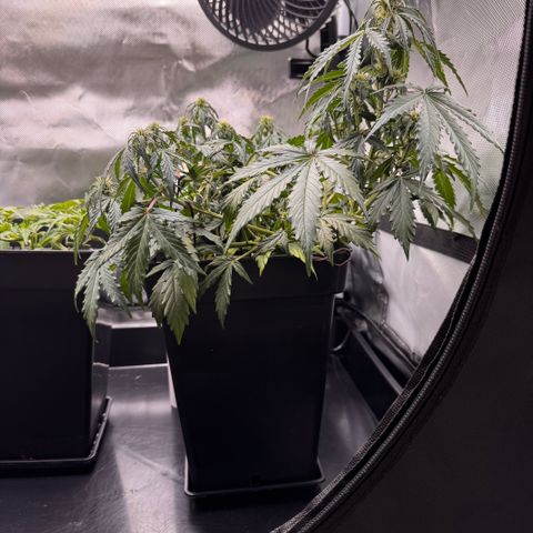 Cookies Gelato Auto #1 -41,5g growlog timeline photo