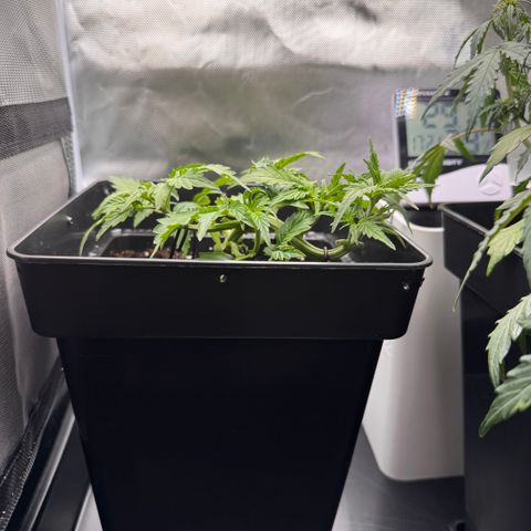 Fat Banana Auto #1 -89g growlog timeline photo