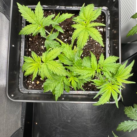 Fat Banana Auto #1 -89g growlog timeline photo