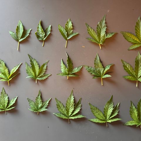 Fat Banana Auto #1 -89g growlog timeline photo
