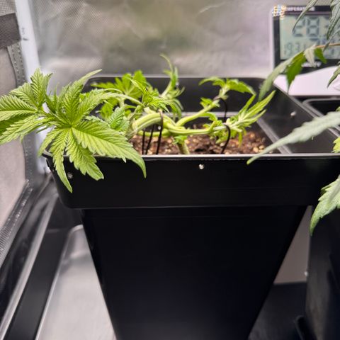 Fat Banana Auto #1 -89g growlog timeline photo