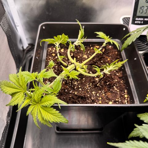 Fat Banana Auto #1 -89g growlog timeline photo
