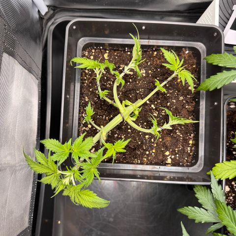 Fat Banana Auto #1 -89g growlog timeline photo