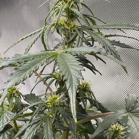 Cookies Gelato Auto #1 -41,5g growlog timeline photo