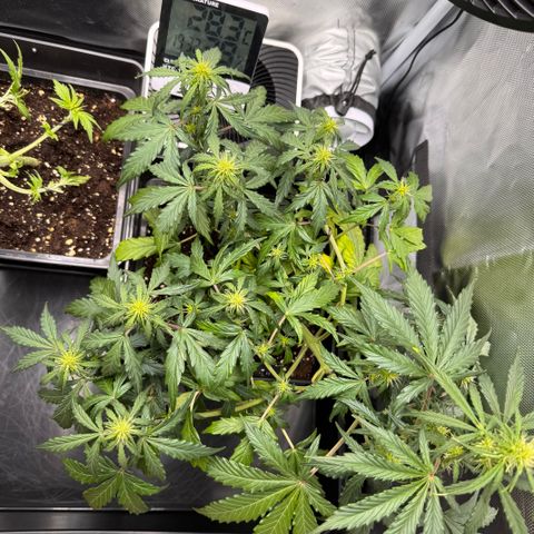 Cookies Gelato Auto #1 -41,5g growlog timeline photo