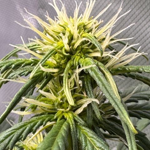 Cookies Gelato Auto #1 -41,5g growlog timeline photo