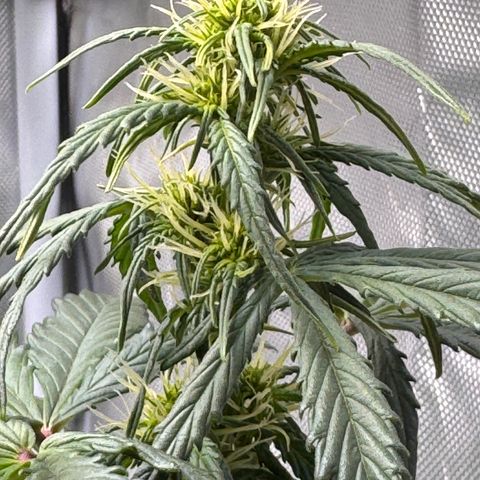 Cookies Gelato Auto #1 -41,5g growlog timeline photo
