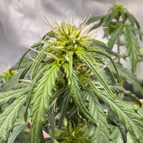 Cookies Gelato Auto #1 -41,5g growlog timeline photo