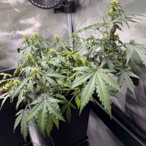 Cookies Gelato Auto #1 -41,5g growlog timeline photo