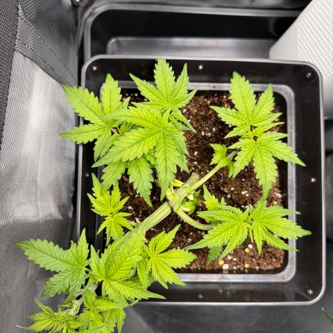 Fat Banana Auto #1 -89g growlog photo: 16:46