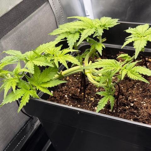 Fat Banana Auto #1 -89g growlog photo: 16:46