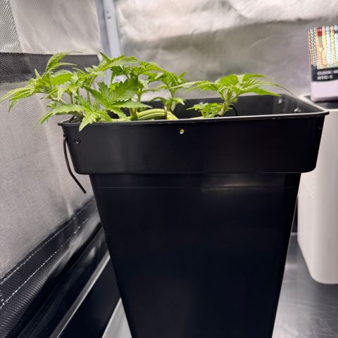 Fat Banana Auto #1 -89g growlog photo: 16:46