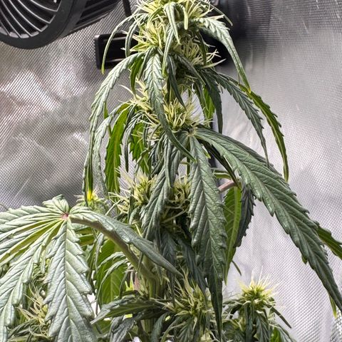 Cookies Gelato Auto #1 -41,5g growlog photo: 16:46