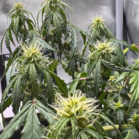 Cookies Gelato Auto #1 -41,5g growlog photo: 16:46